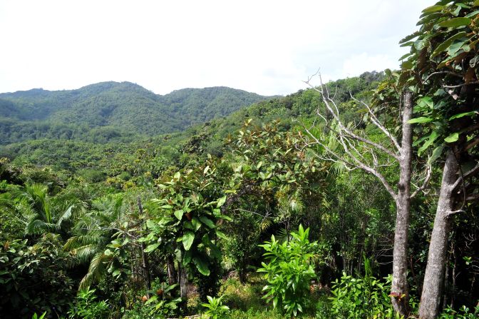 The Vallee de Mai forest, located in Praslin island, is a UNESCO world heritage site. It is home to the infamous Coco de Mer, a rare palm tree that is known to produce the biggest seed of any plant across the globe. 