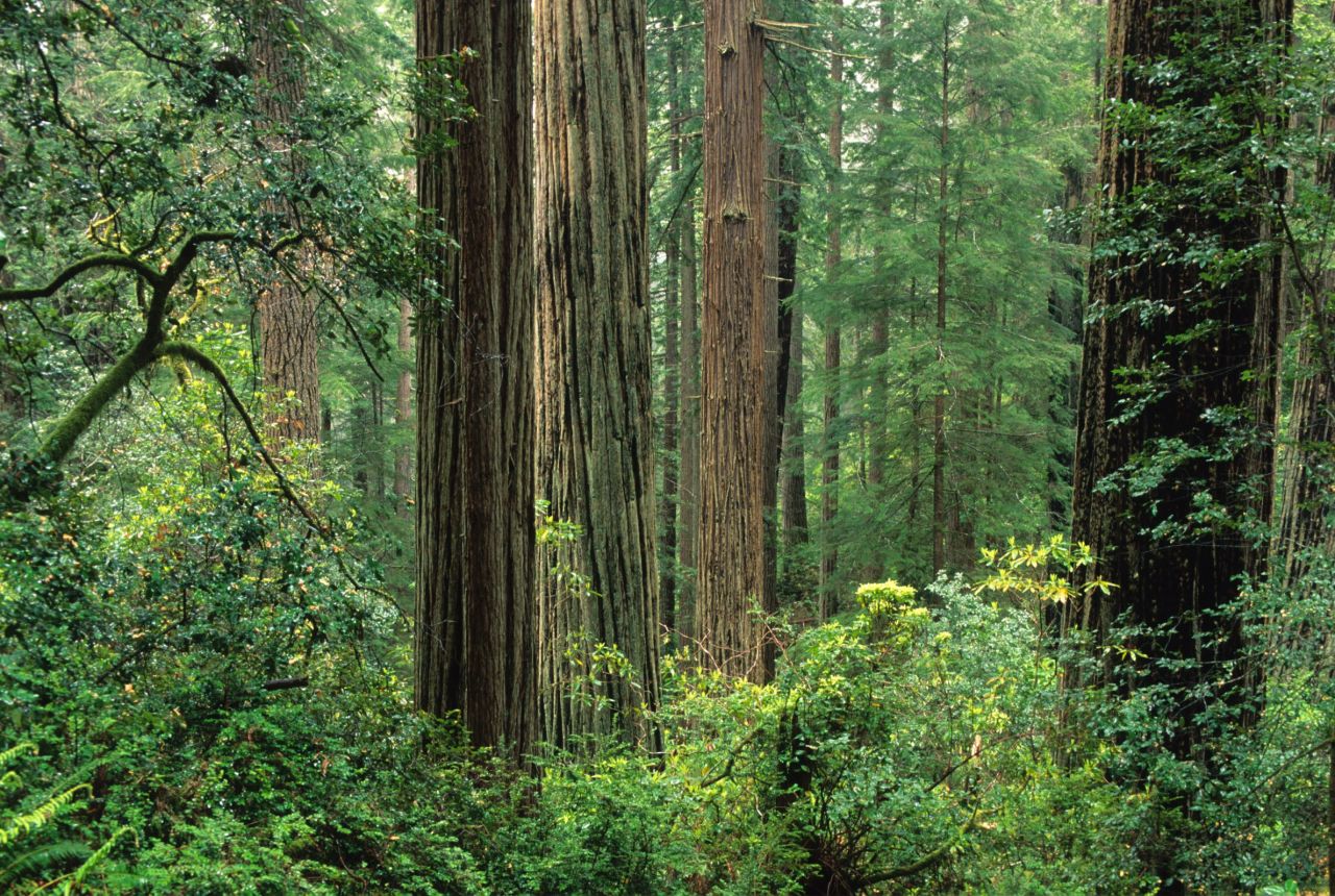 In certain woodlands of North America, like California's Prairie Creek Redwoods State Park, some insist they could be dropped in blindfolded and still know where they are by the distinctive smells.