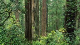Old-growth coast redwood forest, Sequoia sempervirens, Prairie Creek Redwoods State Park, California, USA, (Photo by Wild Horizons/UIG via Getty Images)