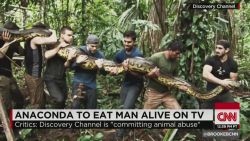 Eaten Alive' -- Anaconda Used in Failed TV Stunt Was a RINGER