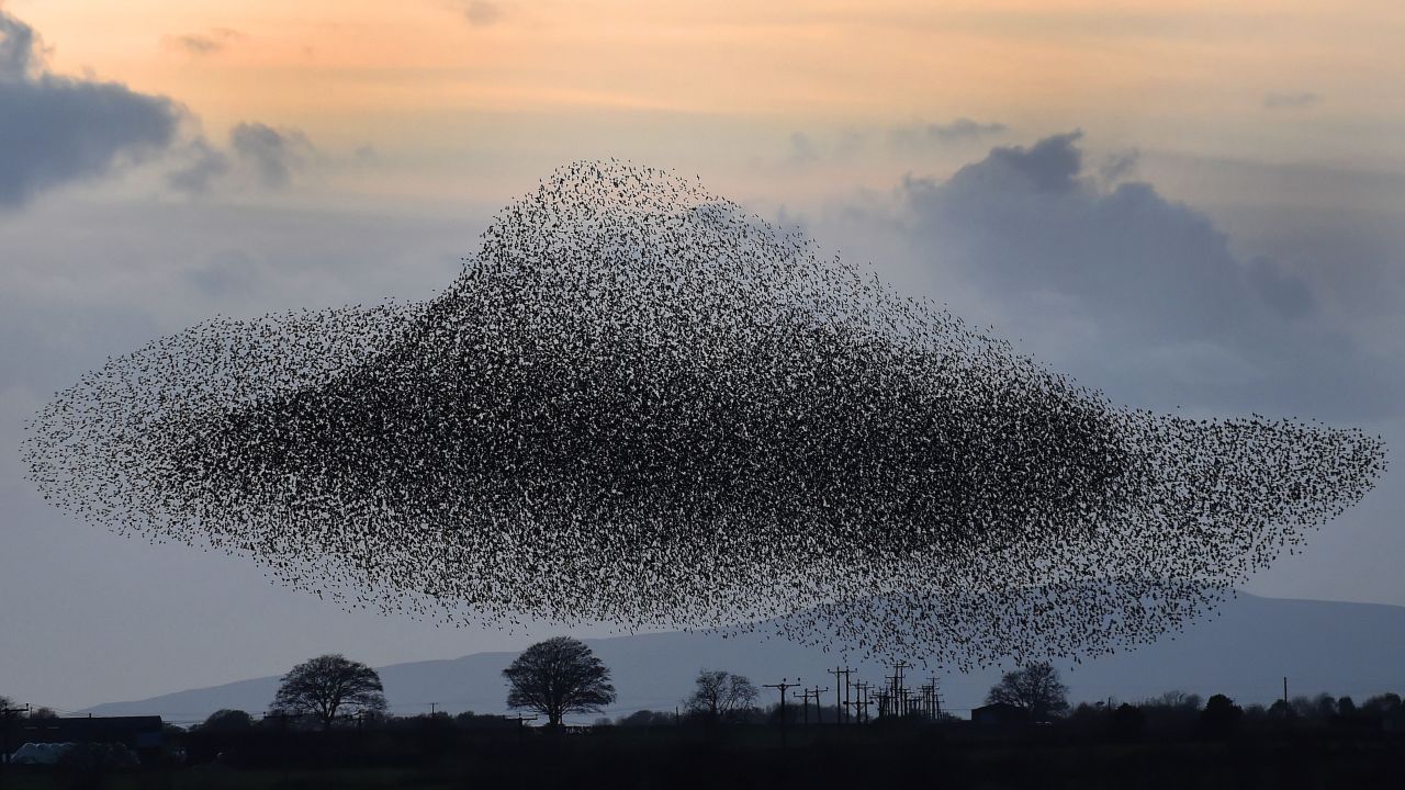 A flock of starlings flies near the town of Gretna, Scotland, on Thursday, November 6. The birds visit the area twice a year, in February and November.