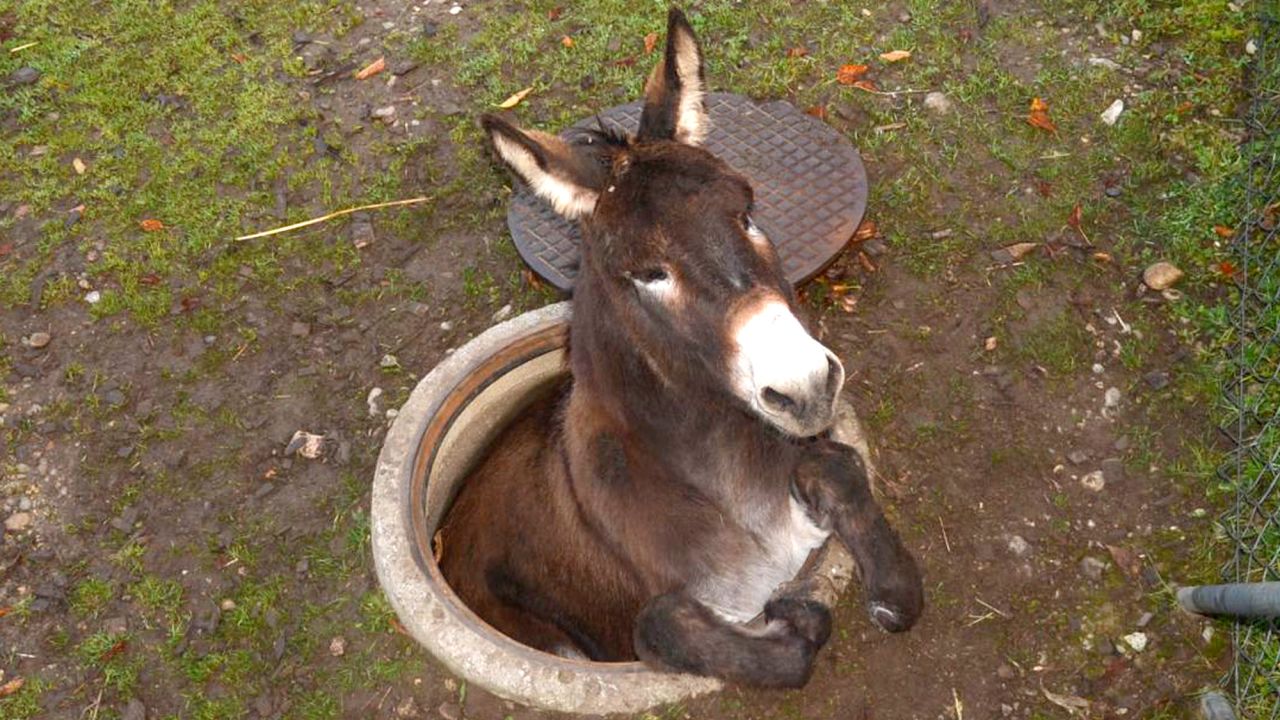 A donkey is stuck in a manhole near Basel, Switzerland, on Saturday, November 1. Firefighters were able to rescue the animal after it was spotted by a resident.