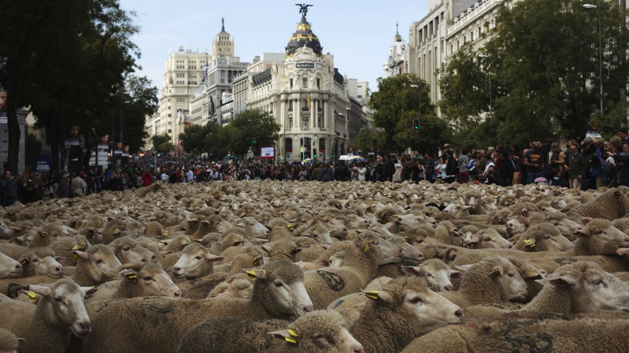 Sheep are herded during the annual sheep parade through Madrid on Sunday, November 2. Shepherds take the sheep through the city every year to exercise their right to use traditional routes to migrate their livestock from northern Spain to winter grazing pastures in southern Spain.