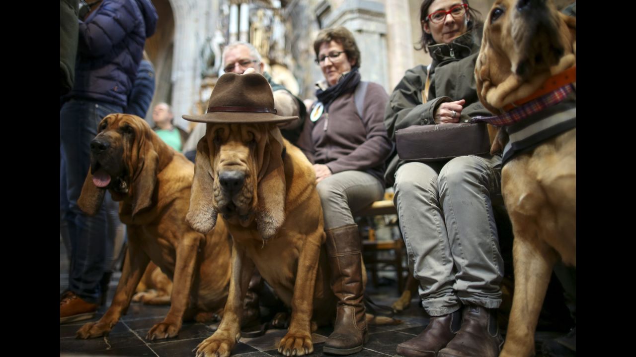 A dog waits to be blessed at the Basilica of St. Hubert in Belgium on Monday, November 3. In commemoration of St. Hubert, the patron saint of hunters, animals are blessed after an annual Mass.