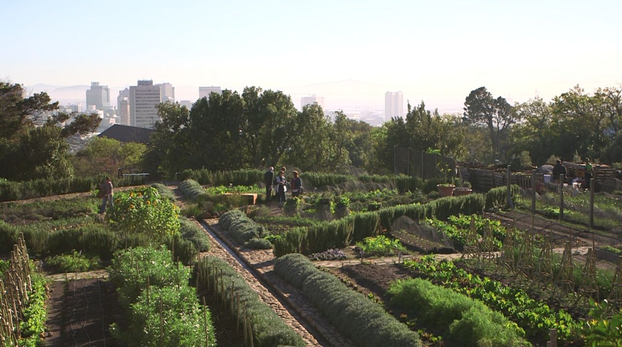 This rooftop farm in Cape Town, South Africa, was built by a non-profit micro-farming organization called Abalimi and aims to provide crops for underprivileged groups and communities. 