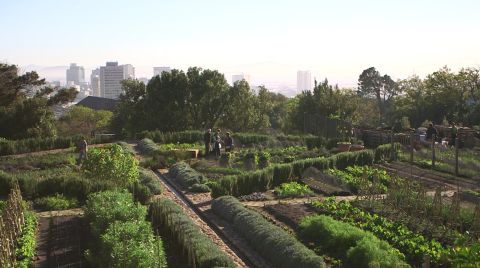 In the last few years, Cape Town has witnessed the proliferation of hundreds of community gardens and urban farms. Abalimi is one organization that has worked to link the city's new micro-farmers with the types of middle-earners eager to fill their cupboards with local, organic produce. 