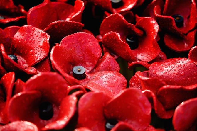 Each of the blooms commemorates one of the British and Colonial soldiers who died in World War I.