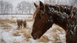 Snow-covered horses graze a pasture near Cremona, Alta., Sunday, Nov. 9, 2014, during the first heavy snow fall of the season. Heavy snow and plunging temperatures are expected to hit the Upper Midwest section of the United States this week, leaving as much of a foot of snow in its wake and pushing thermometer readings down 20- to 40- degrees overnight, part of a system being pushed in by the remnants of Typhoon Nuri that hit Alaska's Aleutian Islands with hurricane-strength winds over the weekend. (AP Photo/The Canadian Press, Jeff McIntosh)
