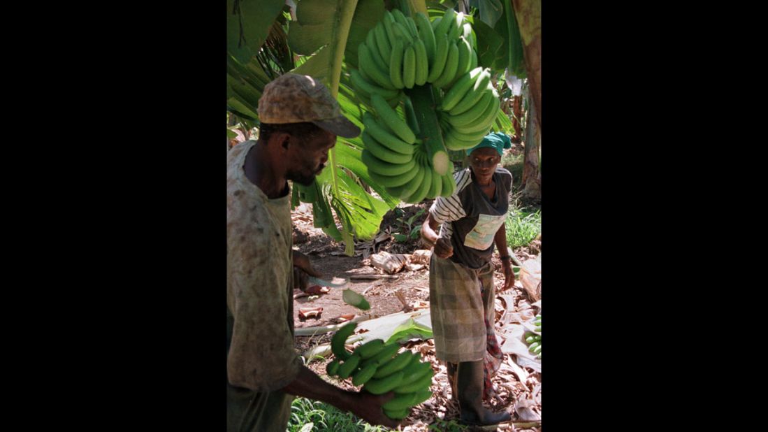 Jamaica gave birth to the global banana trade and Caribbean tourism. The banana industry waned in Jamaica in the face of crop disease and larger, more competitive plantations established in Central America. 