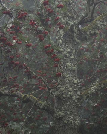 A fruited tree in a murky woodland creates this wonderfully textural work titled "Bowdown Berries."<br /><br />The image, shot by Robert Oliver in Newbury, Berkshire -- the west of London -- won the "Your View" prize.