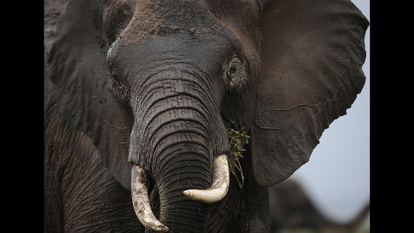 A study earlier this year showed that more African elephants are being killed each year than being born. Nations, states, cities should ban the ivory trade, says Leakey, and individuals should stop buying items of any kind that have ivory in them.