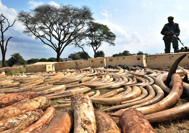 A Kenya Wildlife Services (KWS) ranger stands guard over an ivory haul seized as it transited through Jomo Kenyatta Airport in Nairobi.  In 1989, Leakey, then head of the Kenya Wildlife Services, arranged <a href="index.php?page=&url=http%3A%2F%2Feducation.nationalgeographic.com%2Feducation%2Fmedia%2Ftanzanias-ivory-stockpile%2F%3Far_a%3D1" target="_blank" target="_blank">for a very public burning of 12 tons of ivory in Kenya</a> to discourage trafficking and reduce demand.
