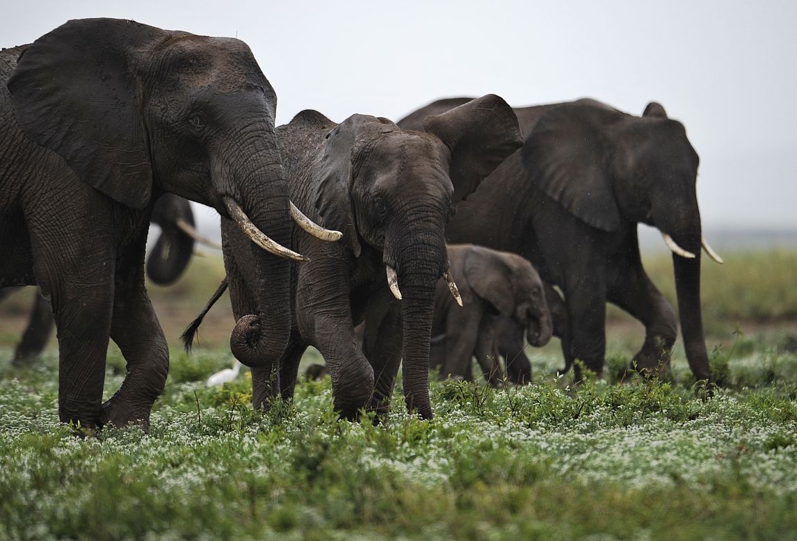 Elephants, particularly in Africa, have long been the target of poachers, who look for a quick profit on ivory from their tusks at the expense of a global treasure, says paleoanthropologist Richard Leakey