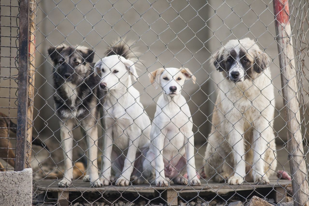 CNN Hero Pen Farthing CNN