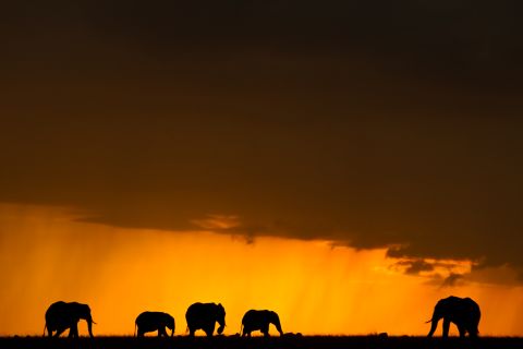 For director Kief Davidson, it is imperative that the Chinese educate themselves about where ivory really comes from. He hopes "The Ivory Game" will have a massive and immediate impact. Pictured : elephants in Mara North Conservancy, July 2014.