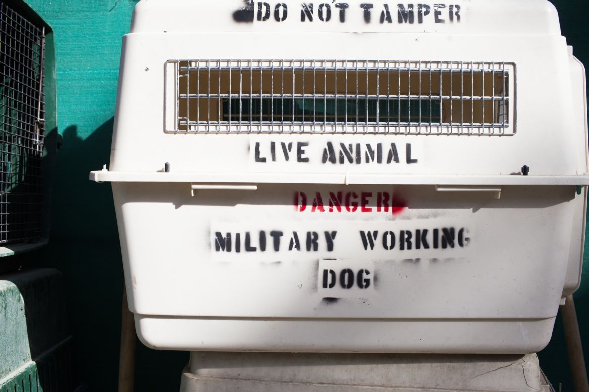 Farthing's organization is one of the only official animal shelters in Afghanistan. 