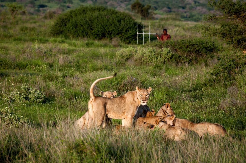 The guardians also learn about "their" lions. They keep data on the lions' movements and population changes as part of their job. 