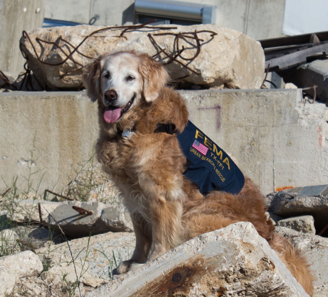 texas search and rescue 911 dog bretagne