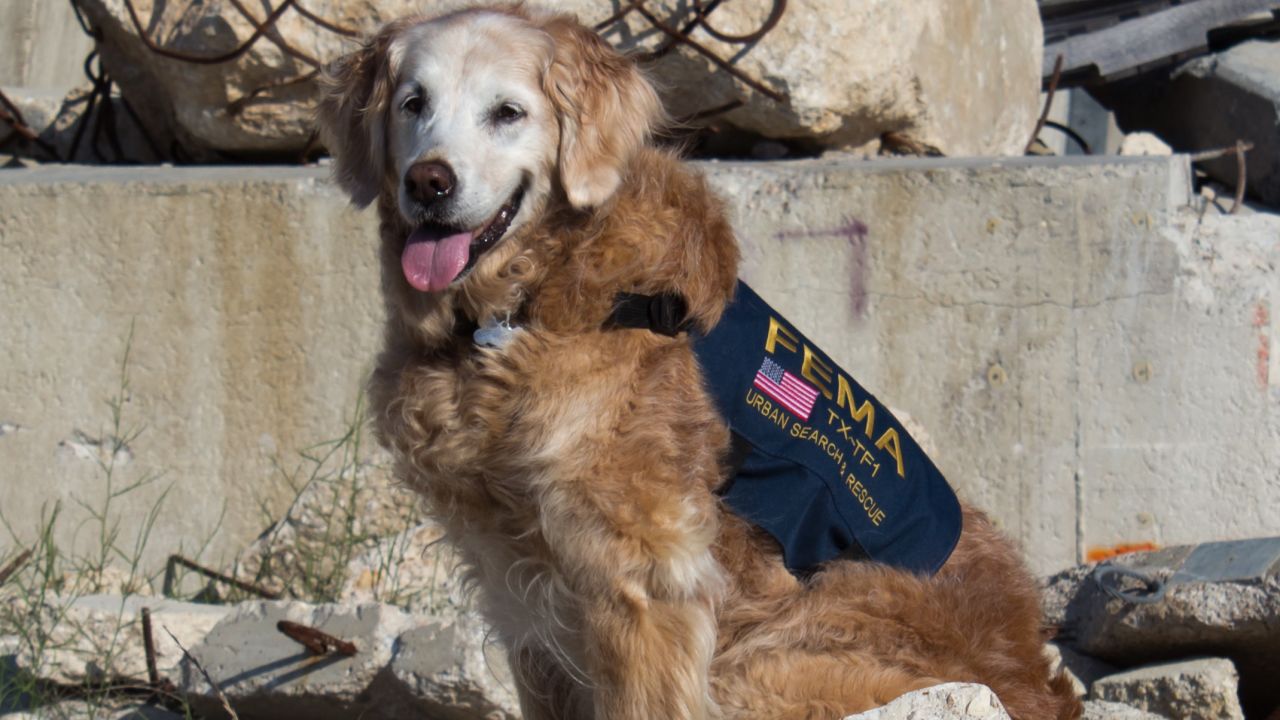 texas search and rescue 911 dog bretagne