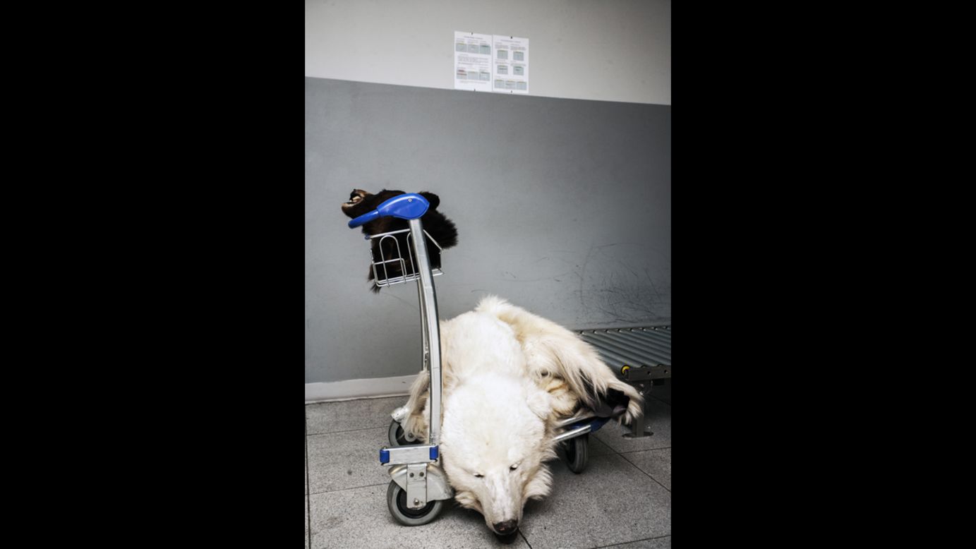 A polar bear skin lies on a cart at the airport. For Lach, the illegal wildlife trade symbolizes the devastation that can result from human thoughtlessness. 