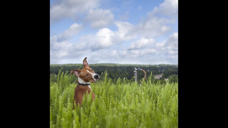 'Landfill Dogs' Face Sad Reality | CNN