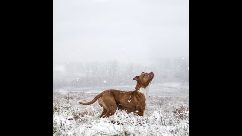 Rose, a 1-year-old female pit bull, plays in the snow. She was adopted after 54 days in the shelter system.