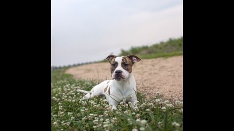Macedonia, a 1-year-old female pit bull mix, was adopted last year after 137 days in the shelter system.