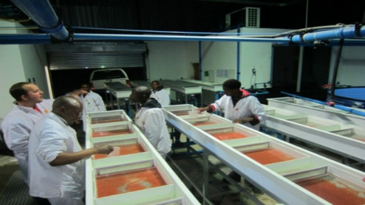 When the trout eggs arrive in Lesotho from Denmark they are placed in the temperature-controlled hatchery until they grow to around 2g. The baby fish are so fragile at this stage that the water quality is monitored regularly.