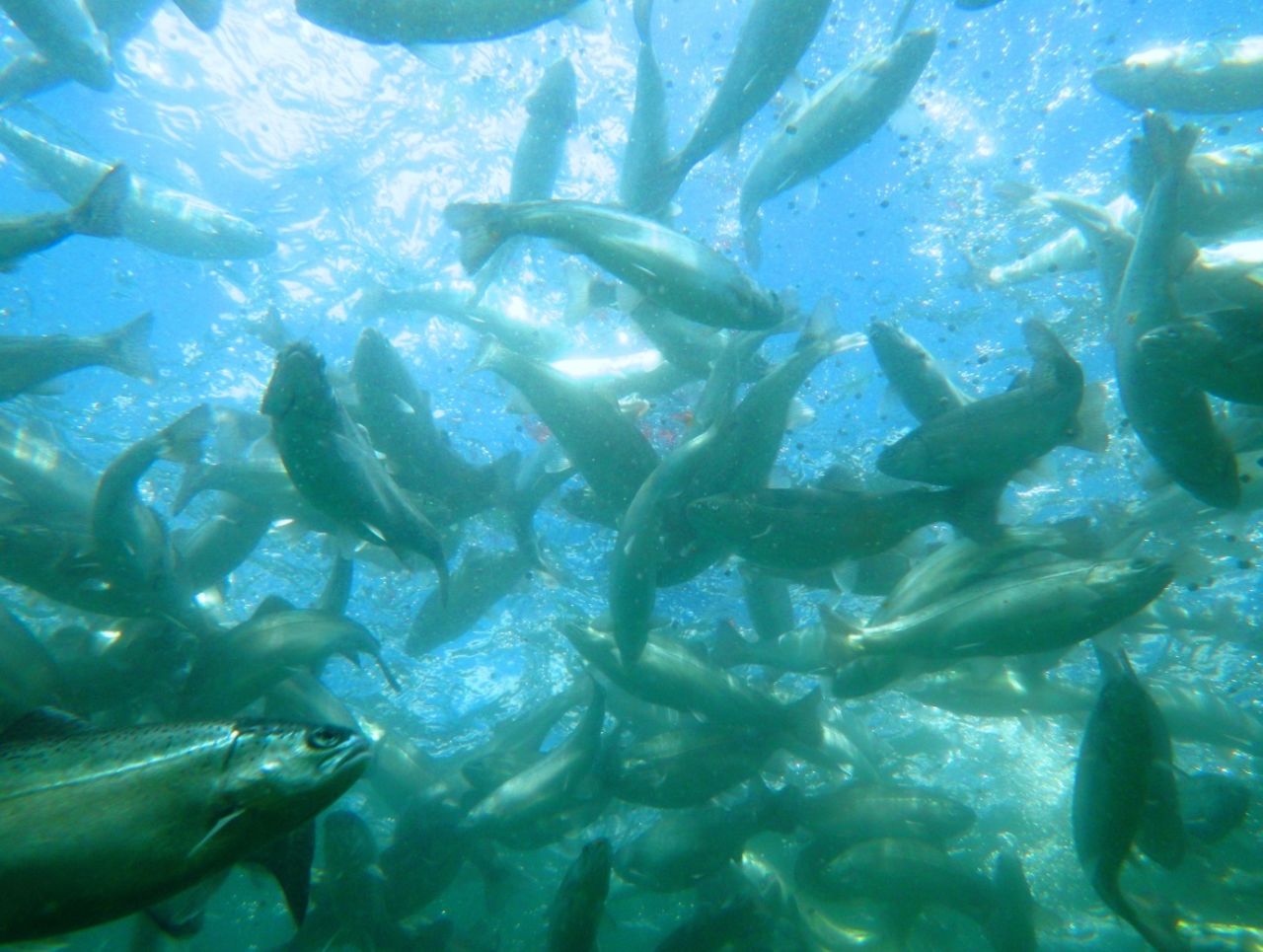When the trout are in the cages in the dam, they are fed a diet of pellets which are high in protein.