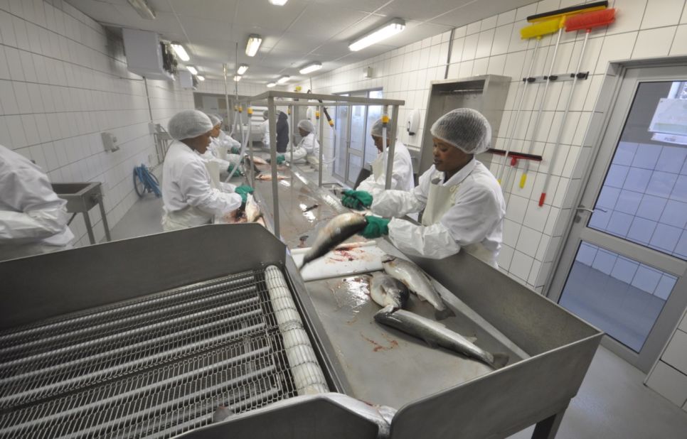 Workers at the Highlands Trout plant in Lesotho gut the fish in preparation for export.