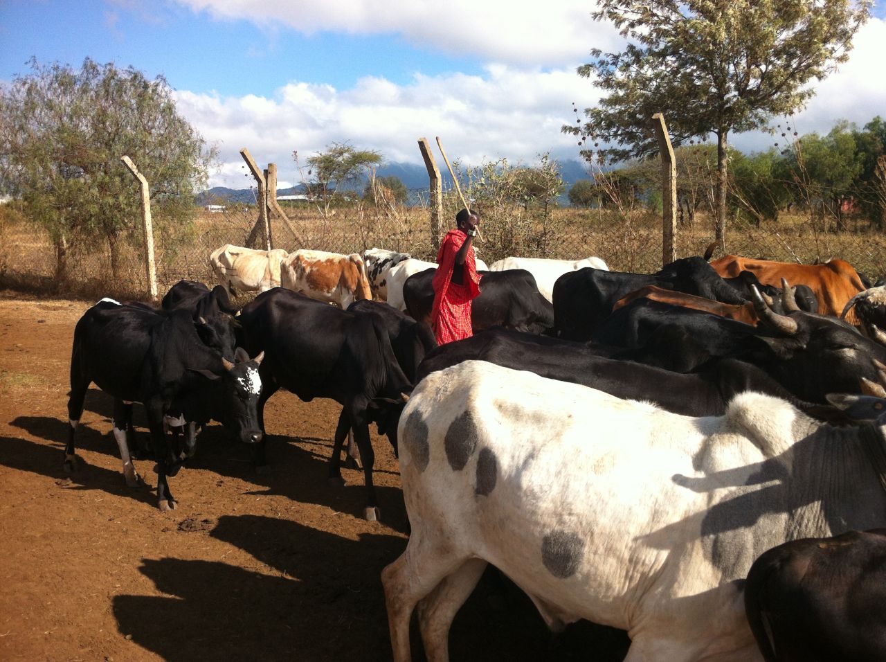 In recent years Maasai movements have decreased to only one male in a family moving with their cattle, enabling the rest of the family to become more accessible to health teams and services.