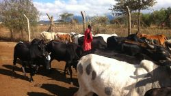 Maasai communities migrate with their cattle in search of fresh land to graze on.