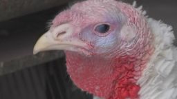 natpkg il turkey farm thanksgiving_00003623.jpg
