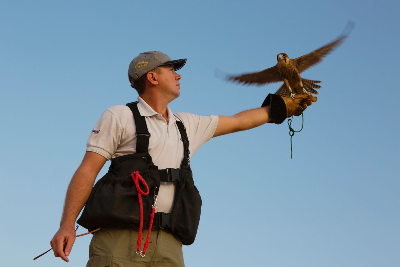 Falconry displays are part of the experience. Trained birds swoop low over heads, ruffling hair with their large wing beats but never touching spectators.