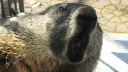 Groundhog attacks chases man