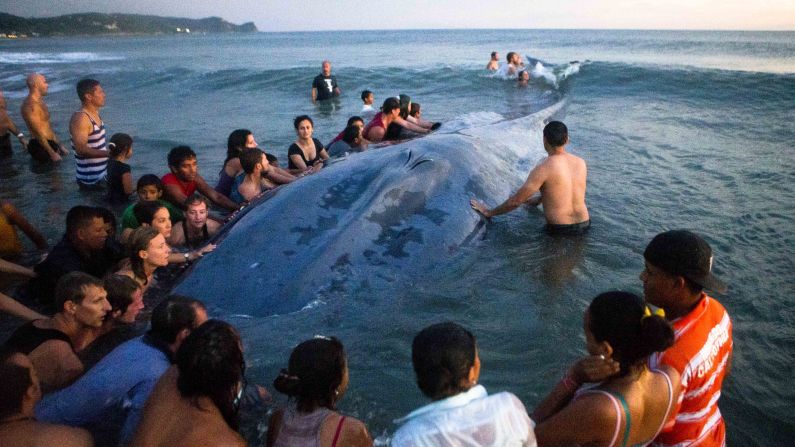 Residents and tourists in Rivas, Nicaragua, gather around a stranded whale as they try to return it to the ocean on Friday, November 14. Their attempts were unsuccessful, however, and the whale died.