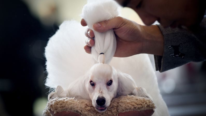 A man grooms his miniature poodle in Beijing after competing at the China International Pet Show on Monday, November 17.