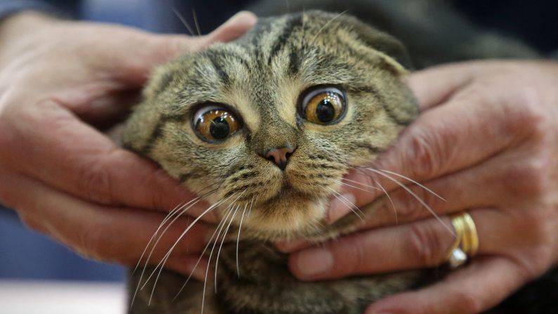 An expert examines a Scottish Fold cat during a cat exhibition in Kiev, Ukraine, on Sunday, November 16.