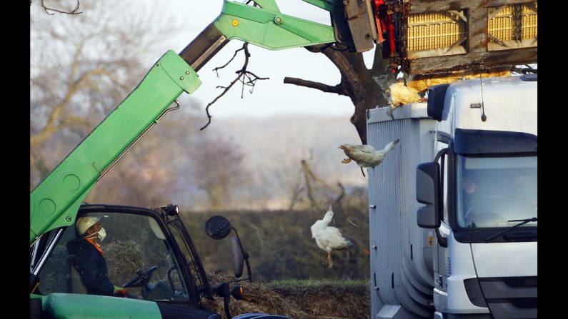 Officials move crates of ducks after bird flu was found on a duck farm in Nafferton, England, on Monday, November 17. The flu was found days after it was discovered in Dutch chickens, although it was not a strain known to be deadly to humans. 