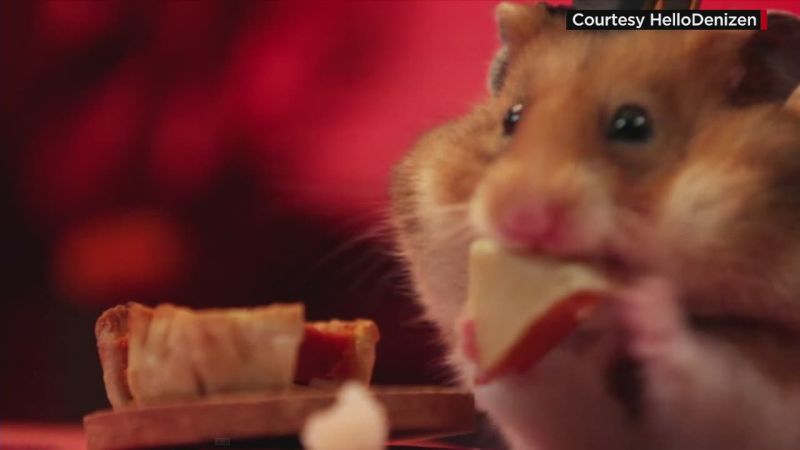 Hamsters enjoy a tiny Thanksgiving feast CNN