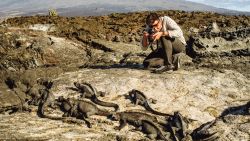 Bill Weir getting up close and personal with the iguanas on Fernandina island, in the Galapagos.
