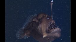 On November 17, 2014, researchers from the Monterey Bay Aquarium Research Institute (MBARI) used a type of undersea robot called a remotely operated vehicle to videotape this rare deep-sea anglerfish in Monterey Canyon, about 580 meters (1,900 feet) below the ocean surface.