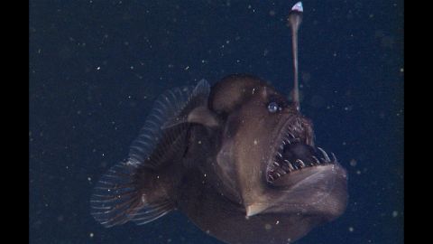 A dweller of the deep sea, the black seadevil lures prey with a bioluminescent appendage. 