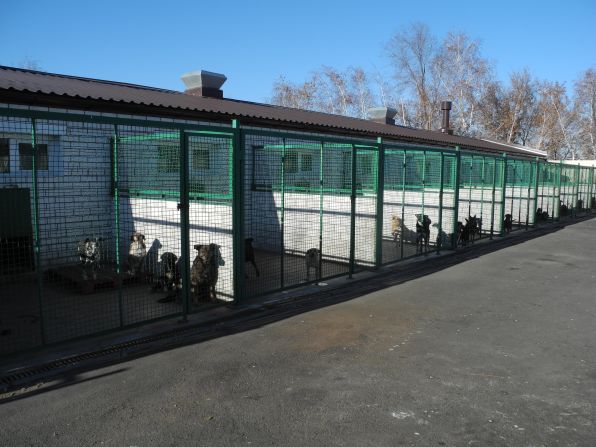 Victoria Vasilieva, who runs the sanctuary, says many of the animals used to be terrified by the sounds of war. Now, like the people of Donetsk, they hardly notice them.