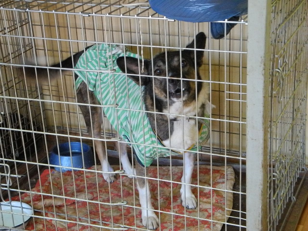 Some of the dogs were found tied up and emaciated, left behind when their owners fled; others were wounded by shrapnel -- all have been left traumatized by their experiences.