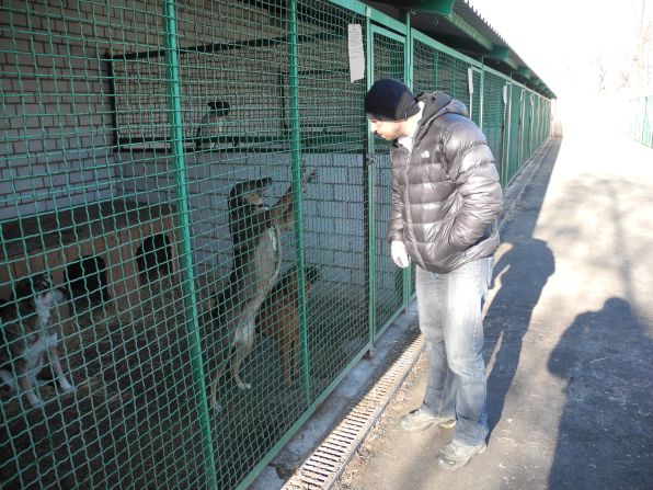 A few lucky dogs are headed to new homes elsewhere in Europe, but most will remain at the shelter for as long as there is money to feed them.