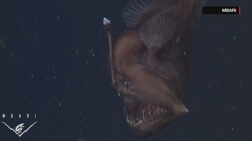 natpkg anglerfish black seadevil orig_00004514.jpg