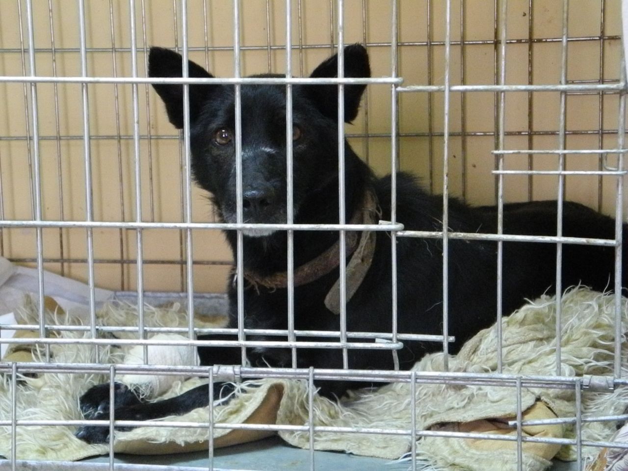In an animal shelter on the outskirts of Donetsk, almost 1,000 dogs are being cared for after they were abandoned or orphaned in Ukraine's deadly conflict.