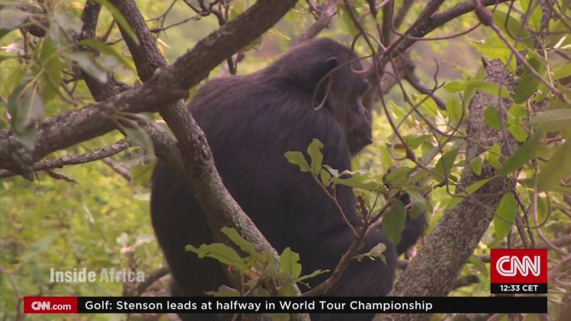 jane goodall chimpanzee hunting