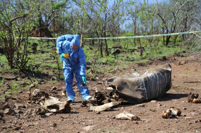 Environmental Crime Investigation Inspector Frikkie Rossouw uses a metal detector to search for the bullet used by poachers. He and his team later discovered that the dead rhino was a pregnant female. The fetus, like the rest of her, long picked away by scavengers.